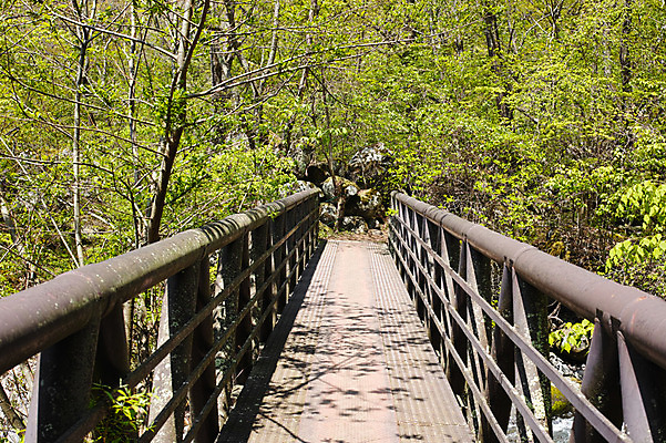 포토 JPG 주간 나무 자연 풍경 사람없음 야외 숲 가교 야마나시 국내포토 자연요소 식물 건축물 일본 생태계 파일형식