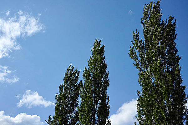 포토 JPG 주간 나무 구름 자연 하늘 풍경 사람없음 야외 야마나시 국내포토 자연요소 식물 일본 생태계 파일형식