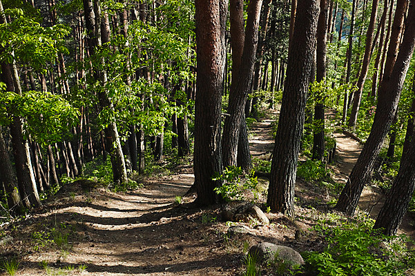 포토 JPG 주간 나무 자연 산 여러그루 풍경 사람없음 야외 숲 등산로 야마나시 국내포토 자연요소 식물 다수 일본 등산 생태계 파일형식