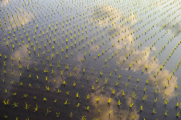 포토 JPG 주간 농업 하늘 논 풍경 사람없음 야외 반사 농사 일본 농촌 모내기 국내포토 자연요소 산업 아시아 시골 파일형식