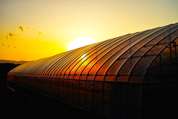 포토 JPG 주간 농업 풍경 사람없음 야외 농사 일본 일몰 비닐하우스 국내포토 자연요소 산업 아시아 노을 파일형식