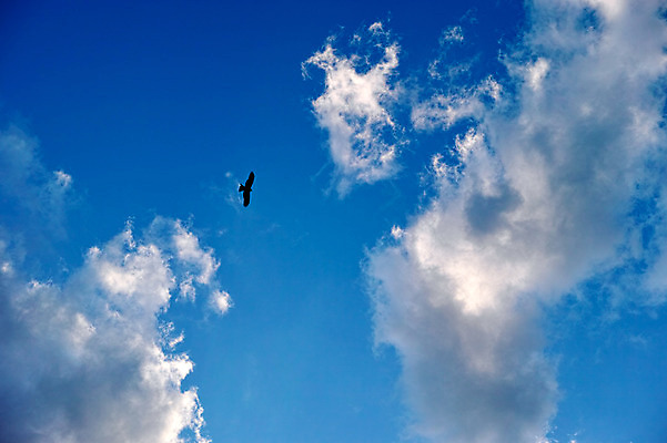 포토 JPG 주간 구름 한마리 조류 하늘 풍경 사람없음 야외 비행 야마나시 국내포토 자연요소 동물 1 일본 파일형식