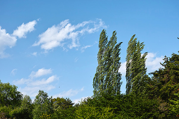 포토 JPG 주간 나무 구름 자연 하늘 풍경 사람없음 야외 숲 야마나시 국내포토 자연요소 식물 일본 생태계 파일형식