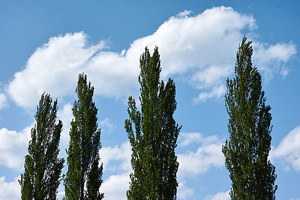 포토 JPG 주간 나무 구름 자연 하늘 여러그루 풍경 사람없음 야외 야마나시 국내포토 자연요소 식물 다수 일본 생태계 파일형식