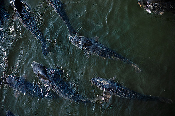 포토 JPG 동물 여러마리 어류 사람없음 수면 국내포토 다수 물 수중동물 파일형식
