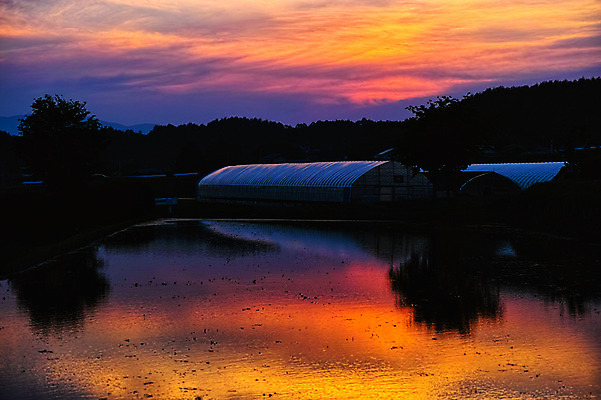 포토 JPG 주간 구름 실루엣 하늘 풍경 사람없음 야외 강 일출 일본 일몰 비닐하우스 야마나시 국내포토 자연요소 아시아 농업 촬영기법 노을 파일형식