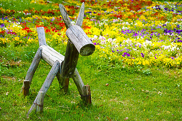 포토 JPG 주간 꽃 여러송이 꽃밭 잔디 사람없음 야외 목재 일본 목마 야마나시 국내포토 자연요소 나무 식물 아시아 다수 재료 파일형식