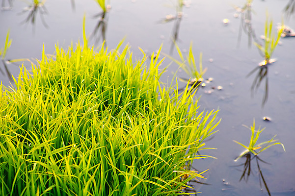 포토 JPG 주간 농업 논 풍경 사람없음 야외 농사 일본 농촌 모내기 국내포토 자연요소 산업 아시아 시골 파일형식