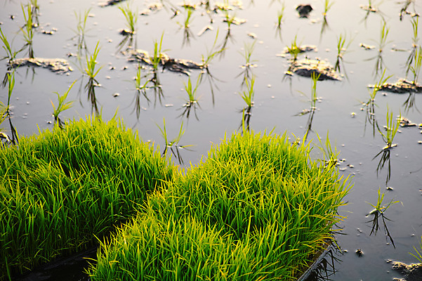 포토 JPG 주간 농업 논 풍경 사람없음 야외 농사 일본 농촌 모내기 국내포토 자연요소 산업 아시아 시골 파일형식