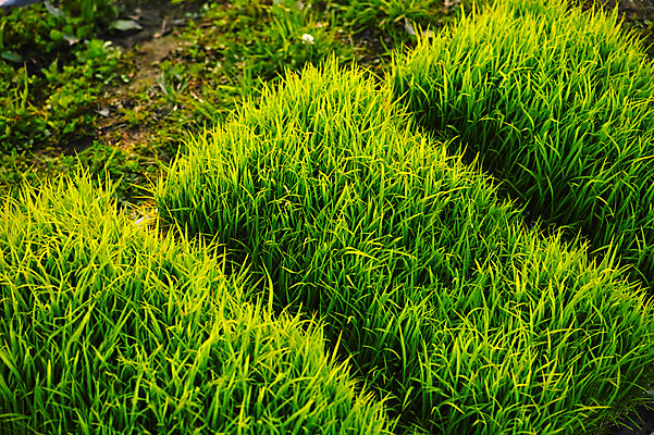 포토 JPG 주간 농업 논 풍경 사람없음 야외 농사 일본 농촌 모내기 국내포토 자연요소 산업 아시아 시골 파일형식