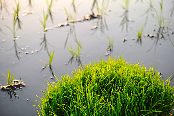 포토 JPG 주간 농업 논 풍경 사람없음 야외 농사 일본 농촌 모내기 국내포토 자연요소 산업 아시아 시골 파일형식