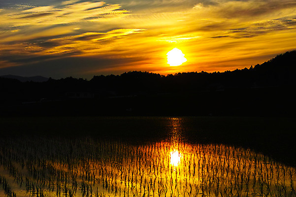 포토 JPG 주간 구름 실루엣 자연 하늘 논 풍경 사람없음 야외 태양 일출 일본 일몰 농촌 모내기 야마나시 국내포토 자연요소 아시아 농업 촬영기법 노을 시골 생태계 파일형식