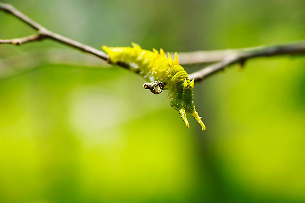 포토 JPG 한마리 사람없음 나뭇가지 애벌레 국내포토 나무 1 벌레 파일형식