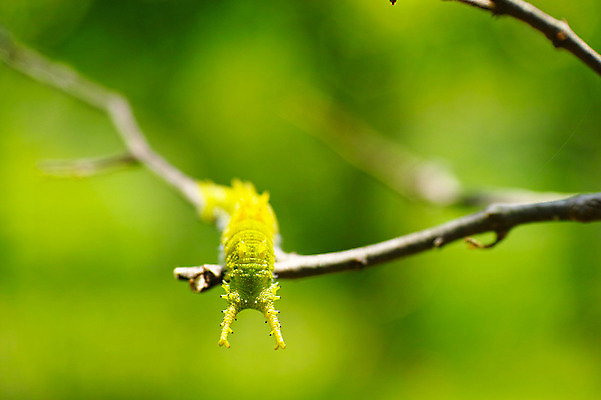 포토 JPG 한마리 사람없음 나뭇가지 애벌레 국내포토 나무 1 벌레 파일형식