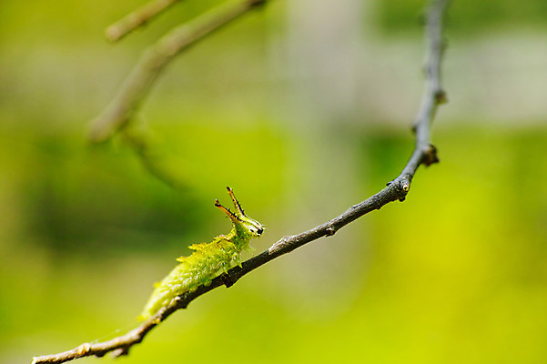 포토 JPG 한마리 사람없음 나뭇가지 애벌레 국내포토 나무 1 벌레 파일형식