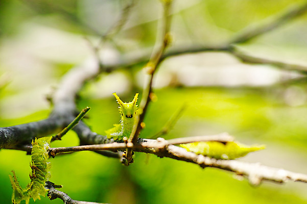 포토 JPG 세마리 사람없음 나뭇가지 애벌레 국내포토 나무 3 벌레 파일형식