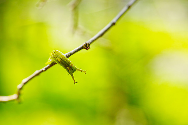 포토 JPG 한마리 사람없음 나뭇가지 애벌레 국내포토 나무 1 벌레 파일형식