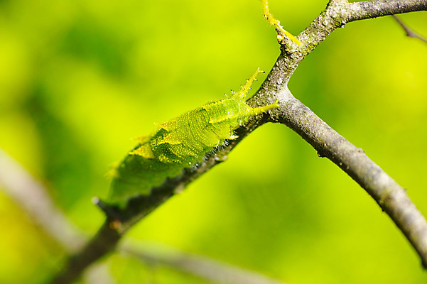 포토 JPG 한마리 사람없음 나뭇가지 애벌레 국내포토 나무 1 벌레 파일형식