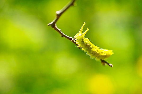 포토 JPG 한마리 사람없음 나뭇가지 애벌레 국내포토 나무 1 벌레 파일형식