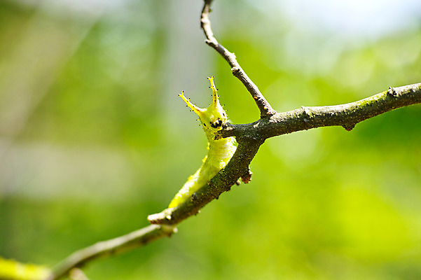 포토 JPG 한마리 사람없음 나뭇가지 애벌레 국내포토 나무 1 벌레 파일형식