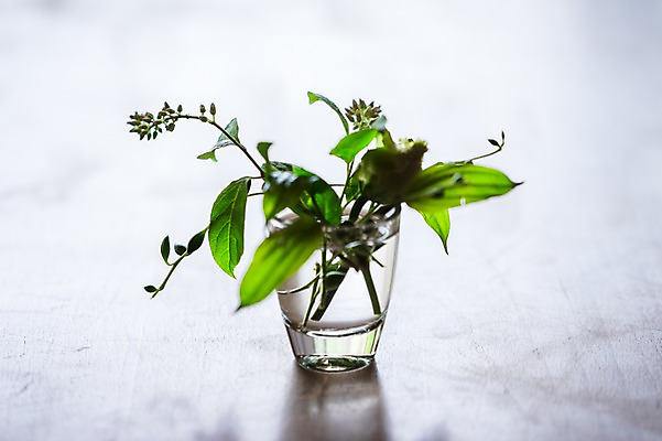 포토 JPG 식물 꽃 화분 잔 실내 사람없음 물 일본 국내포토 자연요소 식기 아시아 내부 파일형식