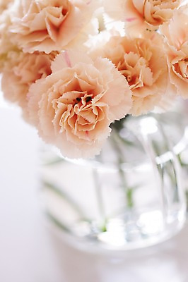 포토 JPG 꽃 여러송이 실내 사람없음 꽃병 카네이션 국내포토 식물 다수 내부 파일형식