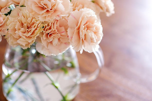 포토 JPG 꽃 여러송이 실내 사람없음 꽃병 카네이션 국내포토 식물 다수 내부 파일형식