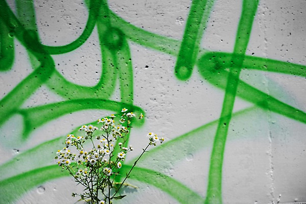 포토 JPG 주간 꽃 벽 배경화면 여러송이 백그라운드 사람없음 야외 일본 낙서 국내포토 자연요소 식물 아시아 다수 파일형식