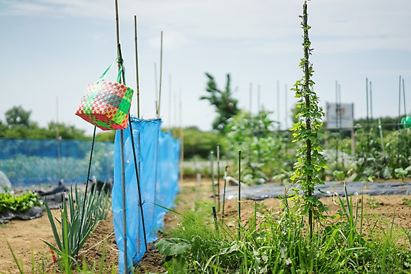 포토 JPG 주간 식물 농업 풍경 사람없음 야외 바구니 농사 일본 덩굴 지지대 국내포토 자연요소 산업 아시아 도구 파일형식