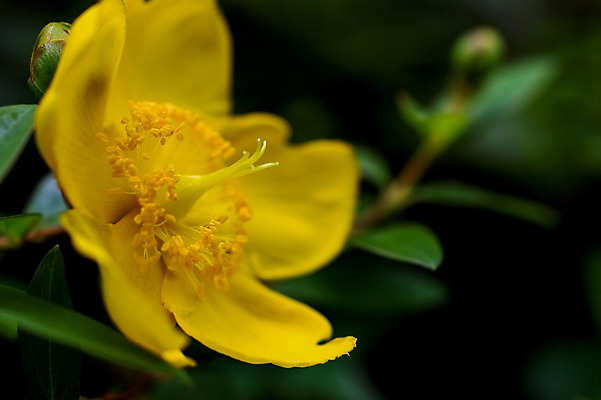 포토 JPG 식물 꽃 한송이 사람없음 노란색 꽃술_꽃 국내포토 1 컬러 송이 파일형식