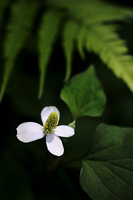 포토 JPG 식물 꽃 한송이 사람없음 흰색 꽃술_꽃 국내포토 1 컬러 송이 파일형식