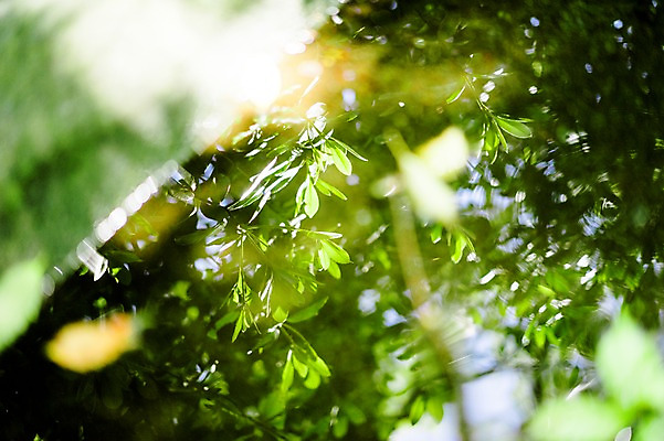 포토 JPG 주간 식물 잎 나뭇잎 사람없음 야외 초록색 흔들림 국내포토 자연요소 컬러 모션 파일형식