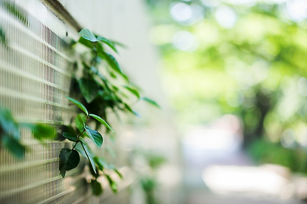 포토 JPG 주간 식물 배경화면 백그라운드 사람없음 야외 아웃포커스 일본 철조망 국내포토 자연요소 아시아 촬영기법 파일형식