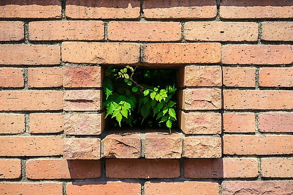 포토 JPG 주간 식물 벽 배경화면 백그라운드 벽돌 사람없음 야외 일본 구멍 국내포토 자연요소 아시아 파일형식