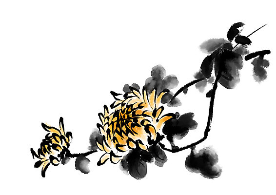 PSD 식물 꽃 일러스트 캘리그라피 국화 사람없음 노란색 두송이 국내일러스트 컬러 2 파일형식