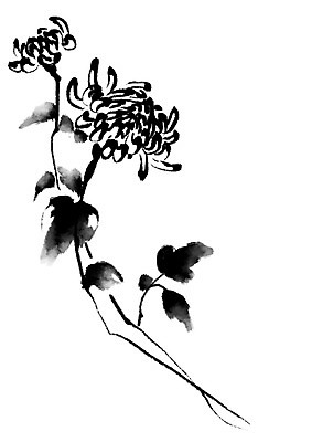 PSD 식물 꽃 일러스트 캘리그라피 국화 사람없음 흰색 두송이 국내일러스트 컬러 2 파일형식