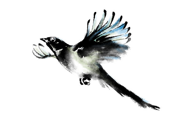 PSD 동물 한마리 일러스트 캘리그라피 조류 사람없음 비행 까치 국내일러스트 1 파일형식
