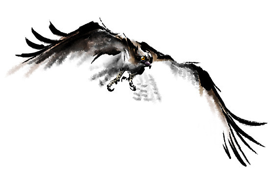 PSD 동물 한마리 일러스트 캘리그라피 조류 사람없음 비행 독수리 국내일러스트 1 파일형식