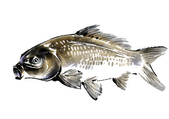 PSD 동물 한마리 일러스트 캘리그라피 어류 사람없음 붕어 국내일러스트 1 수중동물 파일형식