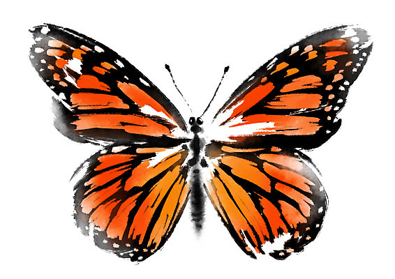 PSD 동물 한마리 나비 곤충 일러스트 캘리그라피 사람없음 호랑나비 국내일러스트 1 파일형식