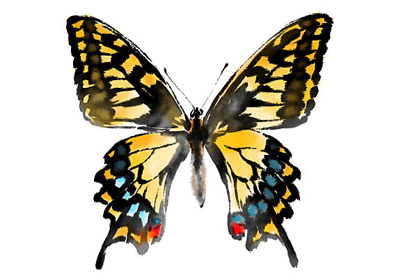 PSD 동물 한마리 나비 곤충 일러스트 캘리그라피 사람없음 호랑나비 국내일러스트 1 파일형식