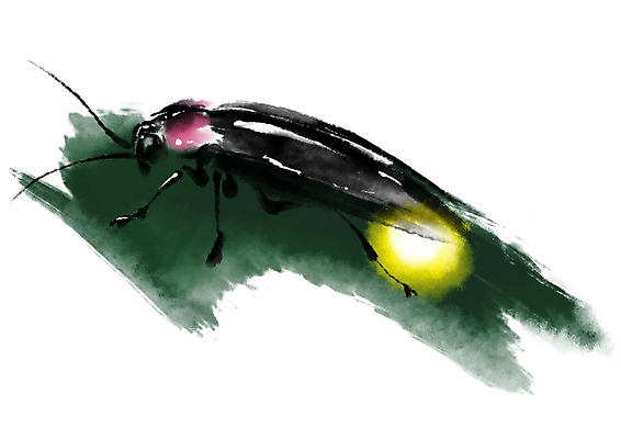 PSD 동물 한마리 일러스트 캘리그라피 사람없음 빛 개똥벌레 반딧불이 국내일러스트 1 곤충 벌레 파일형식