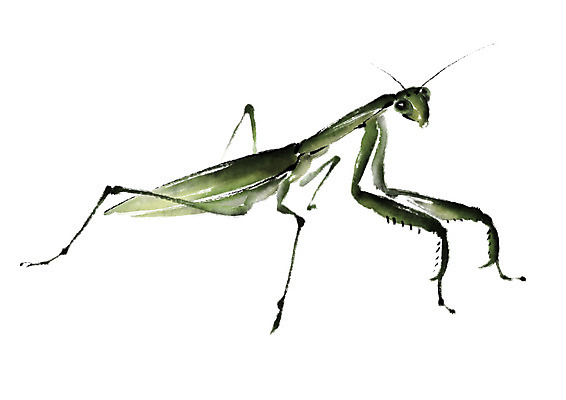 PSD 동물 한마리 곤충 일러스트 캘리그라피 사람없음 사마귀 국내일러스트 1 파일형식