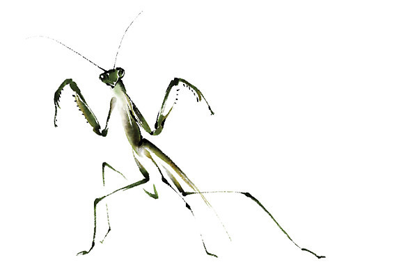 PSD 동물 한마리 곤충 일러스트 캘리그라피 사람없음 사마귀 국내일러스트 1 파일형식