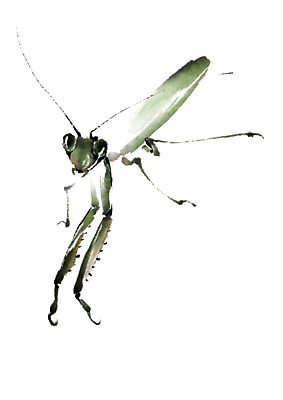 PSD 동물 한마리 곤충 일러스트 캘리그라피 사람없음 사마귀 국내일러스트 1 파일형식