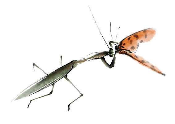 PSD 동물 나비 곤충 두마리 일러스트 캘리그라피 사람없음 먹이 먹기 사냥 사마귀 국내일러스트 2 모션 파일형식