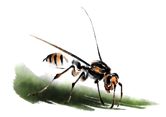 PSD 동물 한마리 곤충 일러스트 캘리그라피 사람없음 말벌 벌 국내일러스트 1 벌_곤충 파일형식