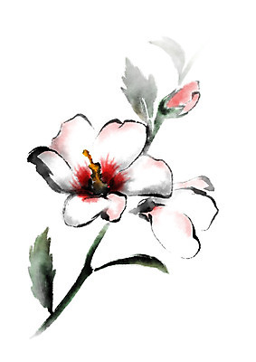 PSD 식물 꽃 줄기 일러스트 캘리그라피 사람없음 빨간색 흰색 꽃봉오리 세송이 무궁화 나라꽃 국내일러스트 컬러 3 파일형식