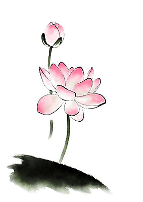 PSD 식물 꽃 분홍색 일러스트 캘리그라피 연꽃 사람없음 두송이 꽃봉오리 국내일러스트 컬러 2 파일형식