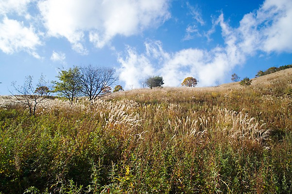 포토 JPG 주간 나무 구름 백그라운드 자연 하늘 산 풍경 사람없음 야외 가을풍경 가을 억새 정선 민둥산 국내포토 자연요소 식물 계절 생태계 강원도 파일형식 가을_계절